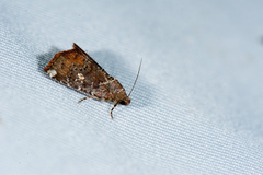 Amyna stellata