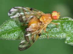 Myoleja lucida