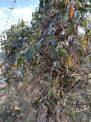 Gonolobus grandiflorus