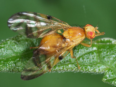 Myoleja lucida