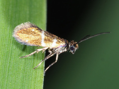 Micropterix aruncella