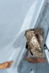 Disparia wilemani