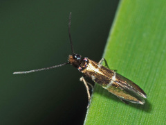 Micropterix aruncella