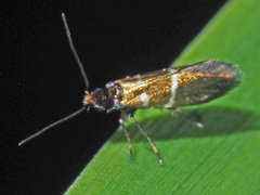 Micropterix aruncella