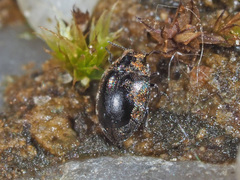 Pelochares versicolor