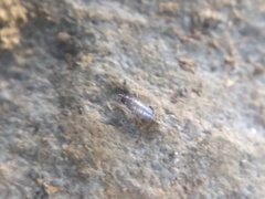 Lepidocyrtinae