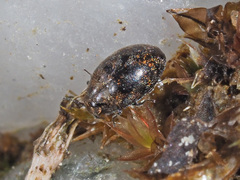 Pelochares versicolor