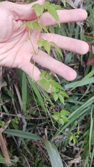 Gynostemma pentaphyllum