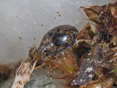 Pelochares versicolor