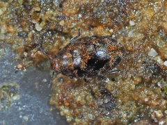 Pelochares versicolor