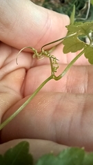 Gynostemma pentaphyllum