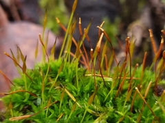 Tortula subulata