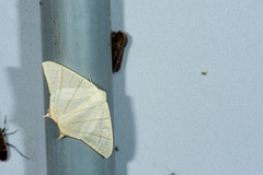 Ourapteryx pallidula