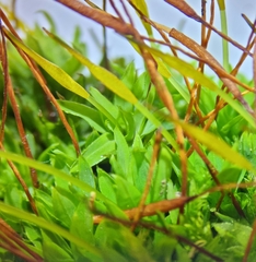 Tortula subulata
