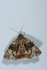 Blenina quinaria