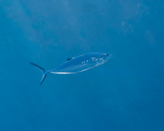 Scomberoides lysan