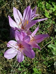 Colchicum bivonae