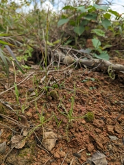 Drosera finlaysoniana