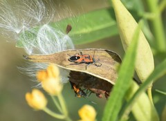 Lygaeus reclivatus