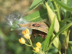 Lygaeus reclivatus