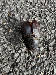 Xylotrupes australicus