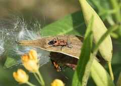 Lygaeus reclivatus