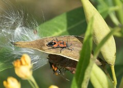 Lygaeus reclivatus