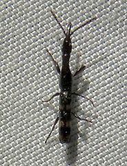 Taphroderini