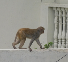 Macaca mulatta