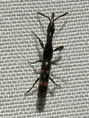 Taphroderini
