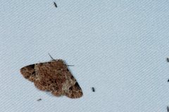 Panilla constipunctata