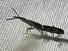 Taphroderini