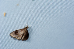 Clupeosoma