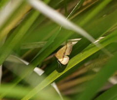 Anachloris subochraria