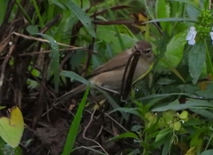 Iduna caligata