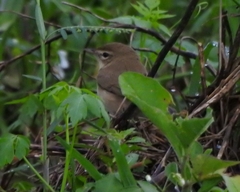 Iduna caligata