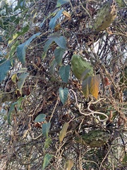 Gonolobus grandiflorus