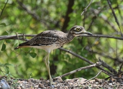 Burhinus indicus