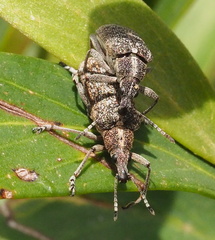 Pachyura australis
