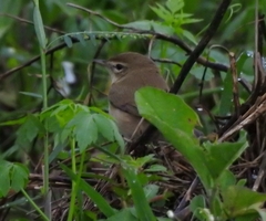 Iduna caligata