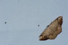 Peratostega deletaria