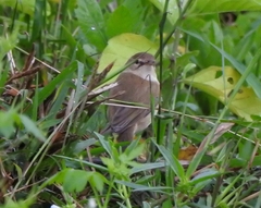 Iduna caligata