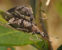 Pachyura australis