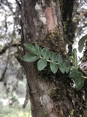 Polylepis