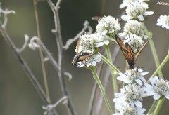 Polistes exclamans