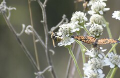 Polistes exclamans