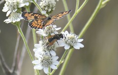 Polistes exclamans