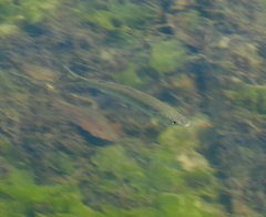 Aldrichetta forsteri