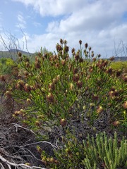 Erica sessiliflora
