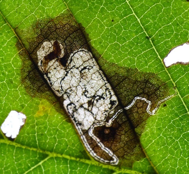Ectoedemia ulmella